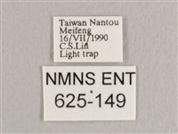 銀端帶鉤蛾藏品圖，第3張