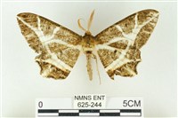 樹形尺蛾藏品圖，第1張