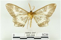 樹形尺蛾藏品圖，第2張