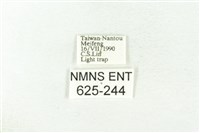 樹形尺蛾藏品圖，第3張