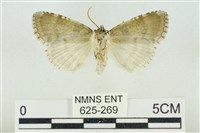 臺灣銀斑異波紋蛾藏品圖，第2張