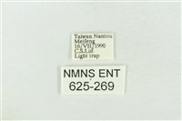 臺灣銀斑異波紋蛾藏品圖，第3張