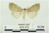 臺灣銀斑異波紋蛾藏品圖，第2張