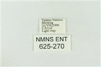 臺灣銀斑異波紋蛾藏品圖，第3張