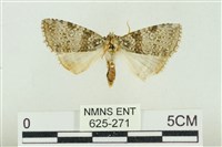 臺灣銀斑異波紋蛾藏品圖，第1張