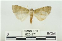 臺灣銀斑異波紋蛾藏品圖，第2張