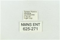 臺灣銀斑異波紋蛾藏品圖，第3張