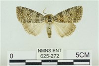 臺灣銀斑異波紋蛾藏品圖，第1張