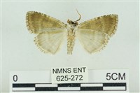 臺灣銀斑異波紋蛾藏品圖，第2張