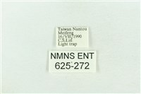 臺灣銀斑異波紋蛾藏品圖，第3張