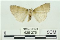 臺灣銀斑異波紋蛾藏品圖，第2張