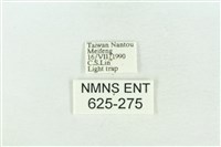 臺灣銀斑異波紋蛾藏品圖，第3張