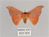 銀端帶鉤蛾藏品圖，第2張