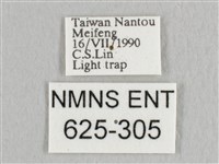 銀端帶鉤蛾藏品圖，第3張