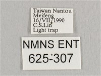 銀端帶鉤蛾藏品圖，第3張