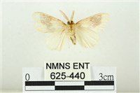 寬紋黃毒蛾藏品圖，第2張