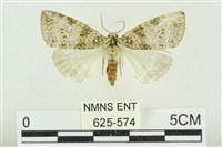 臺灣銀斑異波紋蛾藏品圖，第1張