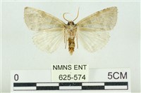 臺灣銀斑異波紋蛾藏品圖，第2張