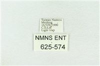 臺灣銀斑異波紋蛾藏品圖，第3張