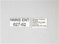 黃豹天蠶蛾藏品圖，第3張