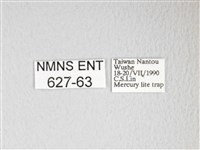 黃豹天蠶蛾藏品圖，第3張