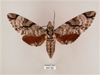 粗斜紋天蛾藏品圖，第1張