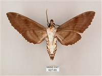 粗斜紋天蛾藏品圖，第2張