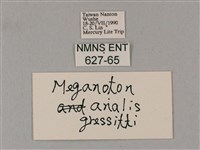 粗斜紋天蛾藏品圖，第3張