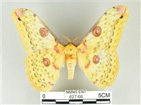 黃豹天蠶蛾藏品圖，第1張