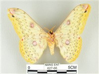 黃豹天蠶蛾藏品圖，第2張