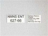 黃豹天蠶蛾藏品圖，第3張