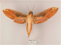 綠背斜紋天蛾藏品圖，第2張