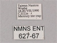 綠背斜紋天蛾藏品圖，第3張