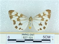 粉蝶燈蛾藏品圖，第1張