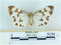 粉蝶燈蛾藏品圖，第2張