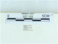 粉蝶燈蛾藏品圖，第3張