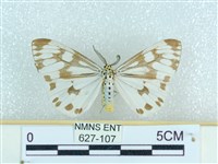 粉蝶燈蛾藏品圖，第1張