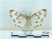 粉蝶燈蛾藏品圖，第2張