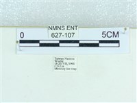 粉蝶燈蛾藏品圖，第3張