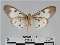 長斑擬燈蛾藏品圖，第2張