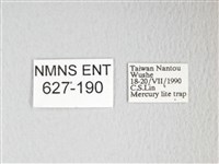 圓翅大鉤蛾藏品圖，第3張