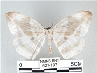 圓翅大鉤蛾藏品圖，第1張