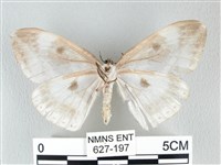 圓翅大鉤蛾藏品圖，第2張