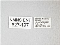 圓翅大鉤蛾藏品圖，第3張