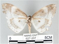 圓翅大鉤蛾藏品圖，第2張