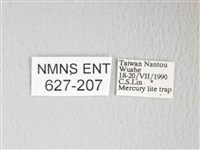 圓翅大鉤蛾藏品圖，第3張