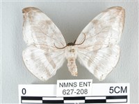 圓翅大鉤蛾藏品圖，第1張