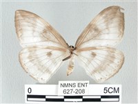 圓翅大鉤蛾藏品圖，第2張