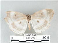 圓翅大鉤蛾藏品圖，第2張