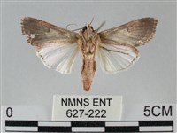 斜紋夜盜蛾藏品圖，第2張